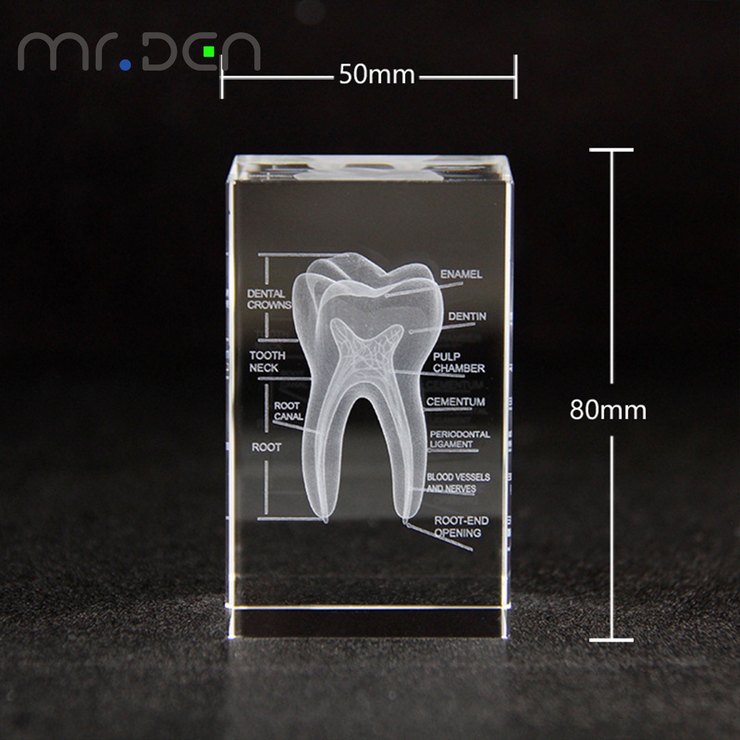 치과 3D 레이저 새겨진 인간 골격 크리스탈 큐브 인형 - Paper Weight Crystal 리뷰 및 가격